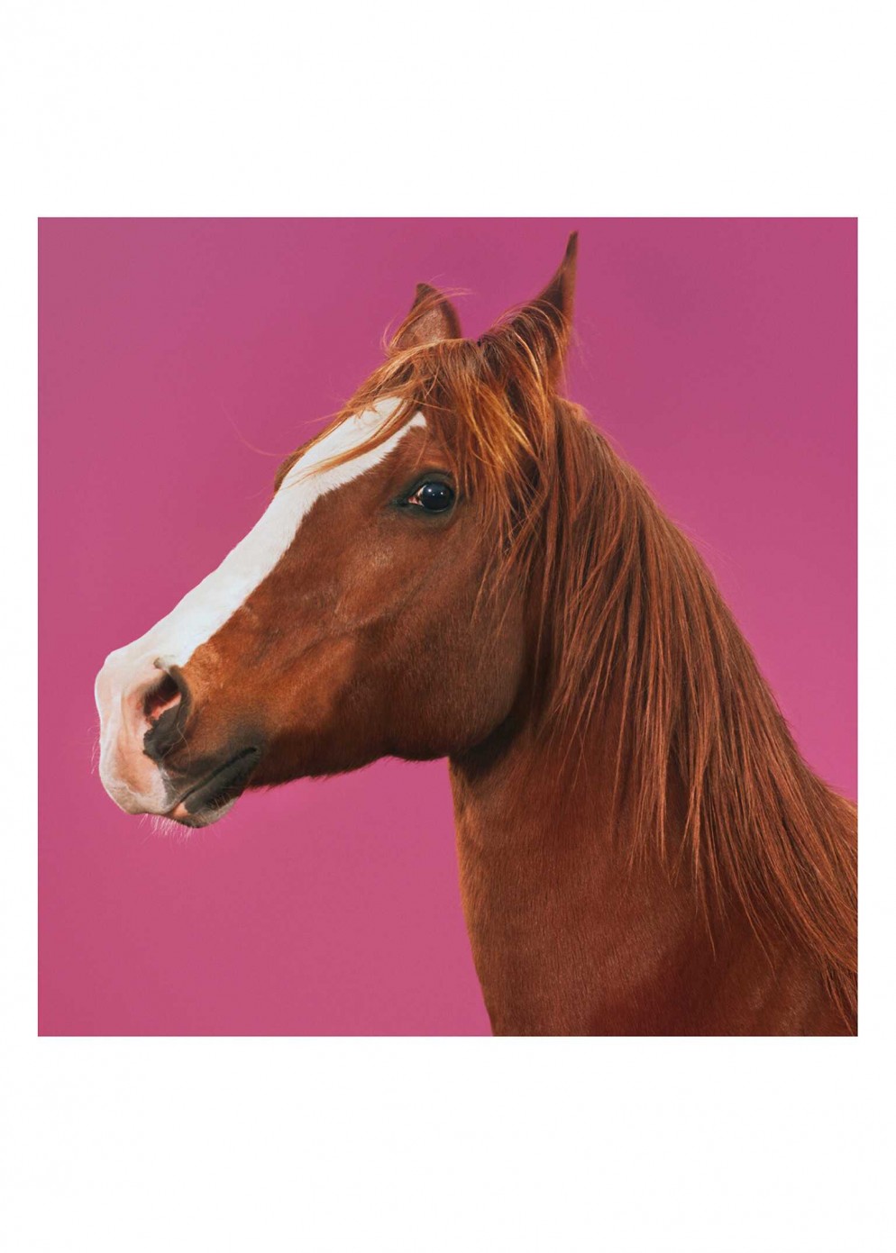 DiaryArticleSingle SS20 Horse teaser 03 001 Default 1