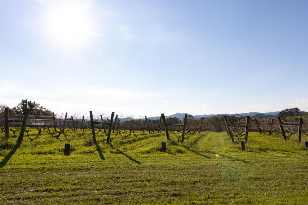 Heron's Flight Vineyard