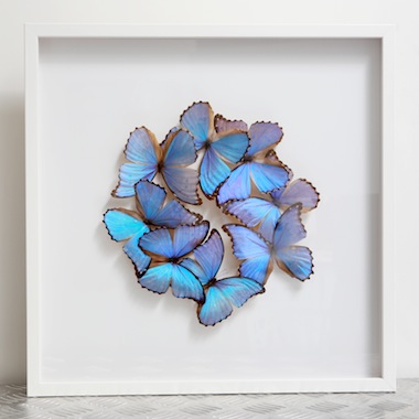 Morpho Godarti ART copy