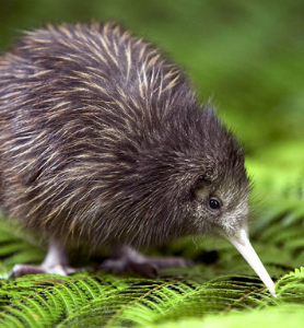 Kiwis for kiwi thumbnail