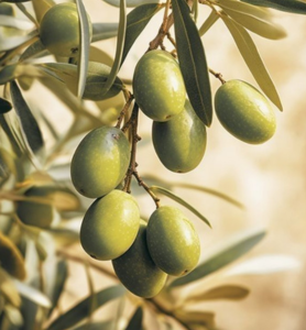 silverstripe thumbnail 55 v3