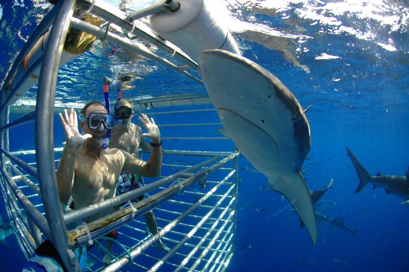 Shark Cage Diving Oahu